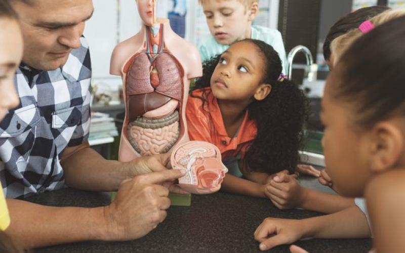 People, a child, and a model of internal organs